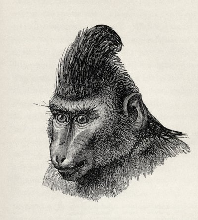 Cynopithecus Niger in a Placid Condition, from Charles Darwin